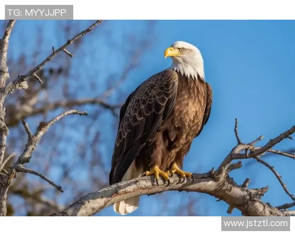 飞翔的王者:探秘老鹰的生活习性与捕猎技巧 飞翔的王者:探秘老鹰的生活习性与捕猎技巧